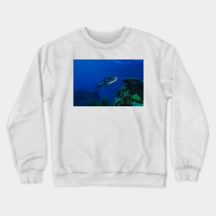 Barracuda on the Great Barrier Reef Crewneck Sweatshirt